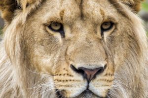 Safaripark Beekse Bergen