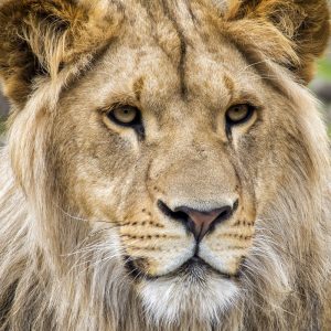 Safaripark Beekse Bergen