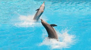 Dolfinarium Harderwijk