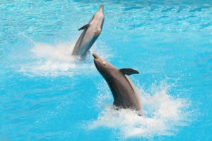 Dolfinarium Harderwijk